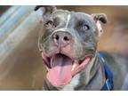 Adopt *THADDEUS a Gray/Blue/Silver/Salt & Pepper American Pit Bull Terrier /