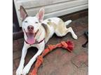 Adopt Spritzer a White - with Tan, Yellow or Fawn Siberian Husky / Mixed dog in