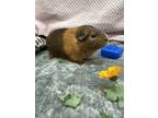 Adopt Blueberry a Brown or Chocolate Guinea Pig / Guinea Pig / Mixed small