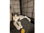 Adopt Link a Gray or Blue (Mostly) Domestic Shorthair (short coat) cat in