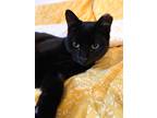 Adopt Cosmo a Black (Mostly) Domestic Shorthair (short coat) cat in BROOKLYN