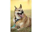 Adopt Rocky a Brown/Chocolate Australian Kelpie dog in Lone Oak, TX (35268649)
