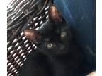 Adopt Raven a All Black Domestic Shorthair / Mixed (short coat) cat in St.
