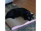 Adopt Starling a All Black Domestic Shorthair / Mixed (short coat) cat in St.