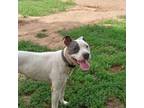 Adopt Joey a White - with Black American Pit Bull Terrier / Mixed dog in