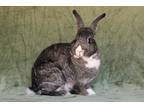 Adopt Cirrus a Dutch / Mixed (short coat) rabbit in Scotts Valley, CA (37556903)