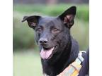 Adopt Du-Gu a Black Labrador Retriever / Shepherd (Unknown Type) / Mixed dog in
