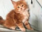 TICA Red And Cream Females Maine Coon