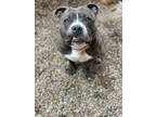 Adopt Orion a Gray/Blue/Silver/Salt & Pepper American Staffordshire Terrier /