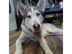 Adopt Beethoven a Gray/Silver/Salt & Pepper - with Black Husky / Mixed dog in