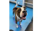 Adopt Nina a Brown/Chocolate Boxer / Mixed dog in Toronto, ON (37491254)