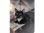 Adopt Button a All Black Domestic Shorthair / Domestic Shorthair / Mixed cat in