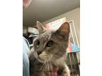 Adopt Meadow a Gray or Blue Domestic Shorthair / Domestic Shorthair / Mixed cat