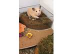 Adopt Valentino a Orange Hamster (short coat) small animal in Tucson