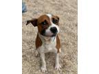 Adopt Jaxon a Brown/Chocolate Boxer / Mixed dog in Baton Rouge, LA (37698161)