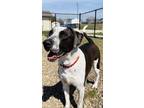 Adopt Cairo a Black Pointer / Mixed dog in Oskaloosa, IA (37701206)