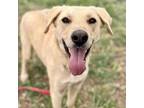 Adopt Yuri a Tan/Yellow/Fawn Mixed Breed (Medium) / Mixed dog in Moab