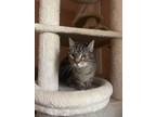 Adopt Thelma a Spotted Tabby/Leopard Spotted Domestic Mediumhair / Mixed cat in
