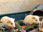 Adopt Jaq & Gus Gus a White Guinea Pig (short coat) small animal in Los Angeles