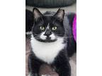 Adopt Oreo a Black & White or Tuxedo Domestic Shorthair (short coat) cat in