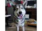 Adopt Patrick a Gray/Silver/Salt & Pepper - with Black Husky / Mixed dog in