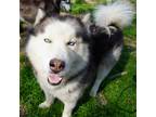 Adopt Snow a Black Husky / Mixed dog in Eufaula, OK (37663251)