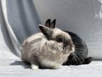 Adopt Morticia (& Gomez) a Grey/Silver Lionhead rabbit in Holiday, FL (37624724)