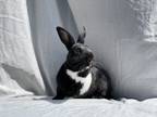 Adopt Gomez (& Morticia) a White Dutch rabbit in Holiday, FL (37624725)