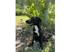 Adopt Elena a Black Mixed Breed (Medium) / Mixed dog in Quincy, FL (37533270)