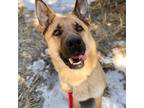 Adopt Bedard a Tan/Yellow/Fawn Shepherd (Unknown Type) / Mixed dog in Canmore