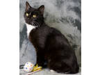 Adopt Weewoo a All Black Domestic Shorthair / Domestic Shorthair / Mixed cat in