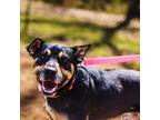 Adopt Kaiser a Black Australian Kelpie / Mixed dog in Cabot, AR (37564306)