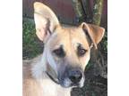 Adopt Katie a Tan/Yellow/Fawn Shepherd (Unknown Type) / Mixed dog in Griswold