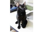 Adopt Zest a All Black Domestic Shorthair / Domestic Shorthair / Mixed cat in