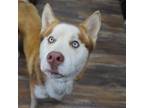 Adopt Atlas a Husky / Mixed dog in Eufaula, OK (37689893)