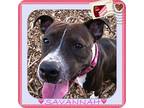 Adopt SAVANNAH a Black - with White American Pit Bull Terrier / Mixed dog in