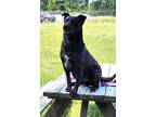 Adopt Clayton a Black Labrador Retriever / Mixed dog in Paducah, KY (37557715)