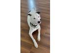 Adopt Franklin a White - with Black Pit Bull Terrier / Mixed dog in Chula Vista