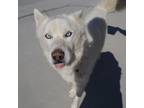 Adopt Ranger a White - with Tan, Yellow or Fawn Siberian Husky / Mixed dog in