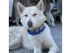 Adopt Quinn a White - with Tan, Yellow or Fawn Husky / Mixed dog in Eufaula