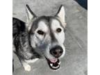 Adopt Sophie a Gray/Silver/Salt & Pepper - with Black Husky / Mixed dog in