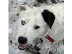 Adopt Domino a White - with Black Australian Shepherd / Mixed dog in Libby