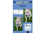 Adopt Ezra a Tan/Yellow/Fawn American Pit Bull Terrier / Mixed dog in Niagara