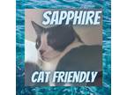 Adopt Sapphire a All Black Domestic Mediumhair / Mixed cat in Dickinson