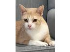 Adopt Salli a Orange or Red Domestic Shorthair / Domestic Shorthair / Mixed cat