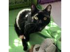 Adopt Cotton a All Black Domestic Shorthair / Mixed cat in Port Richey