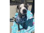 Adopt Zulu a Gray/Blue/Silver/Salt & Pepper American Pit Bull Terrier / Mixed