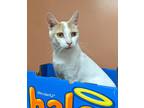 Adopt TANGO a Domestic Shorthair / Mixed (short coat) cat in Battle Creek