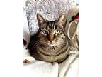 Adopt Thyme a Domestic Shorthair / Mixed (short coat) cat in Fargo
