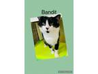 Adopt Bandit a Domestic Shorthair / Mixed (medium coat) cat in Crystal Lake